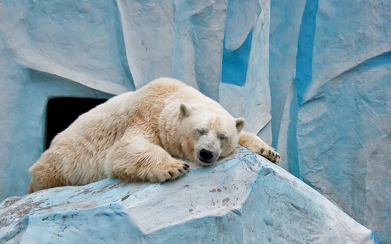 Polar Bear Sleeping — Blue, Calm