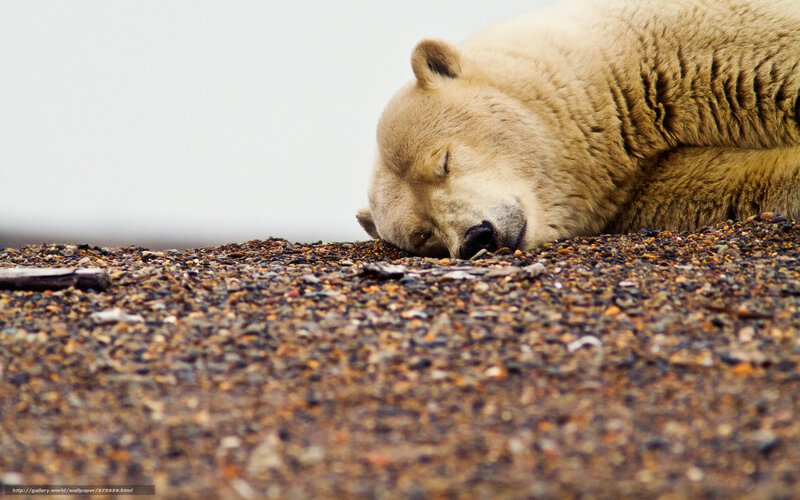 Polar Bear Sleeping — Brown
