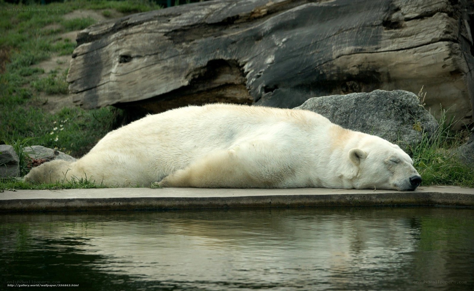 Polar bear sleeping by water