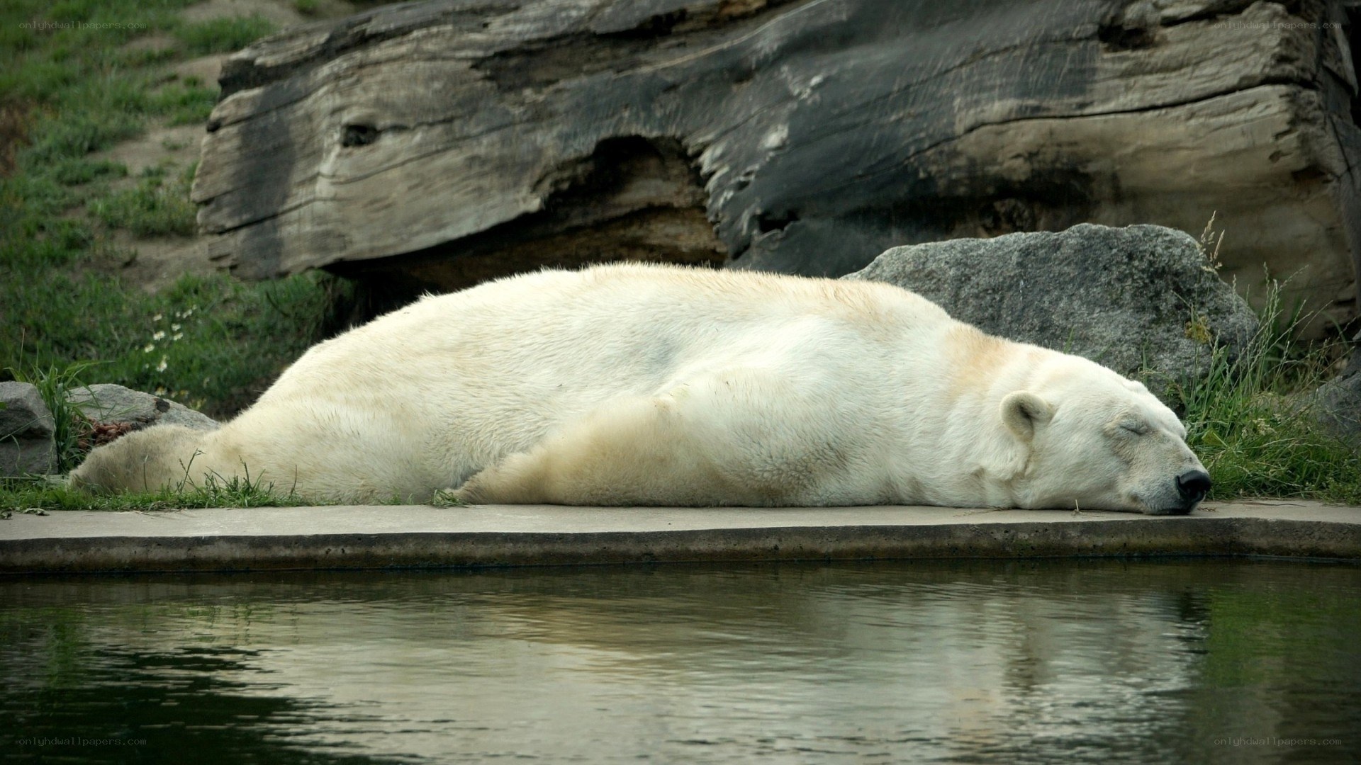 Polar bear sleeping by water