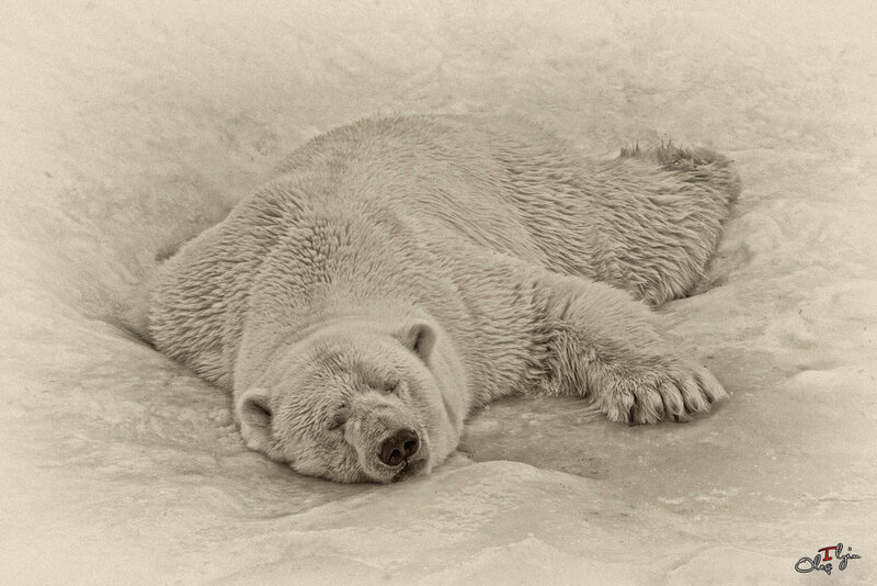 Polar Bear Sleeping — Gray