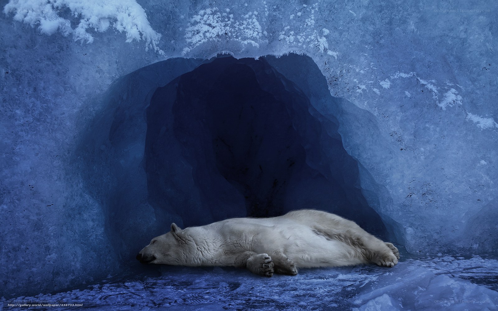 Polar bear sleeping in ice cave