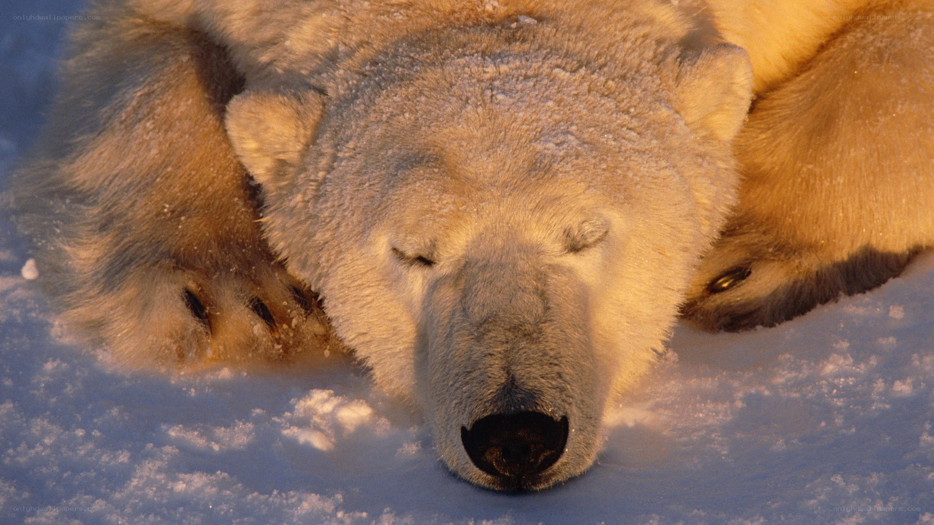 Polar bear sleeping in snow