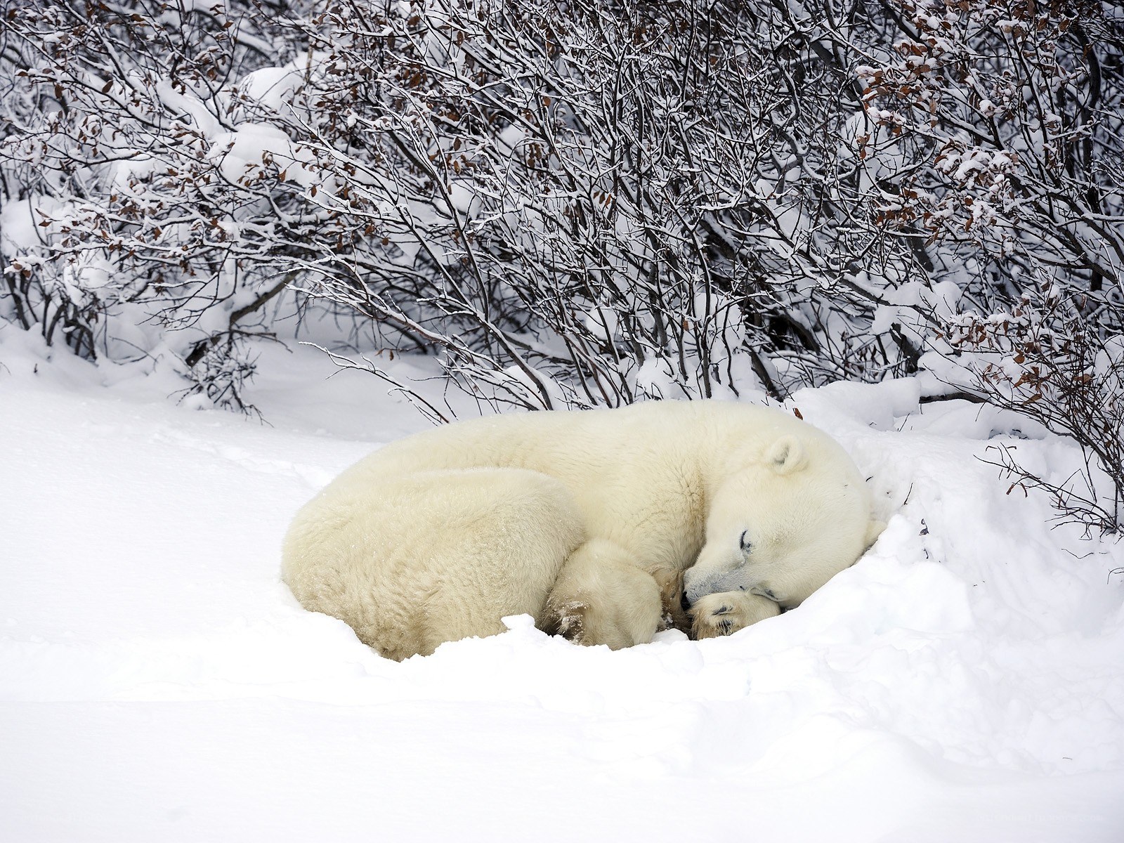 Polar bear sleeping in snow