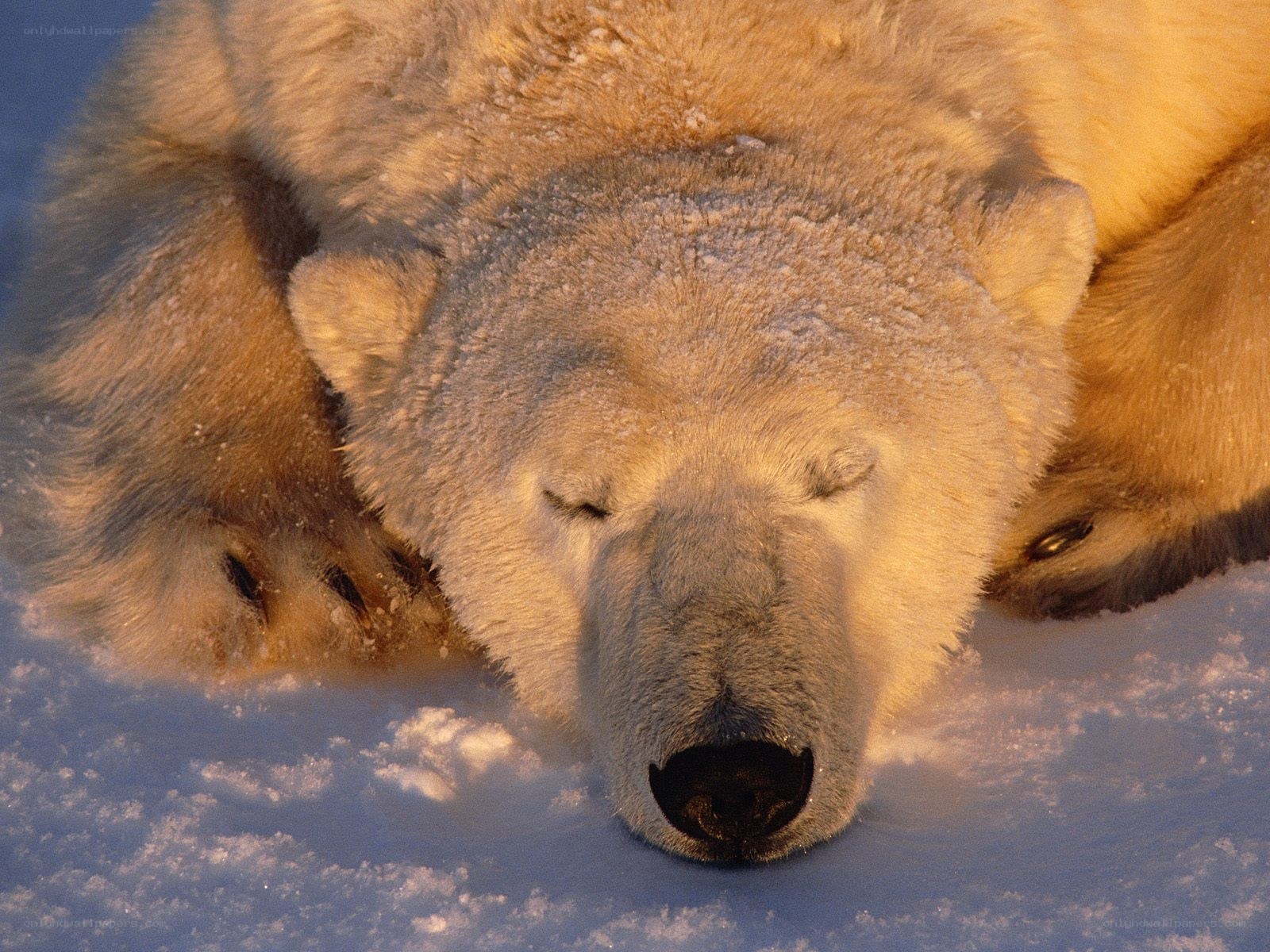 Polar bear sleeping in snow