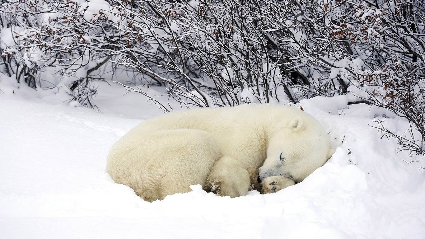 Polar bear sleeping in snow