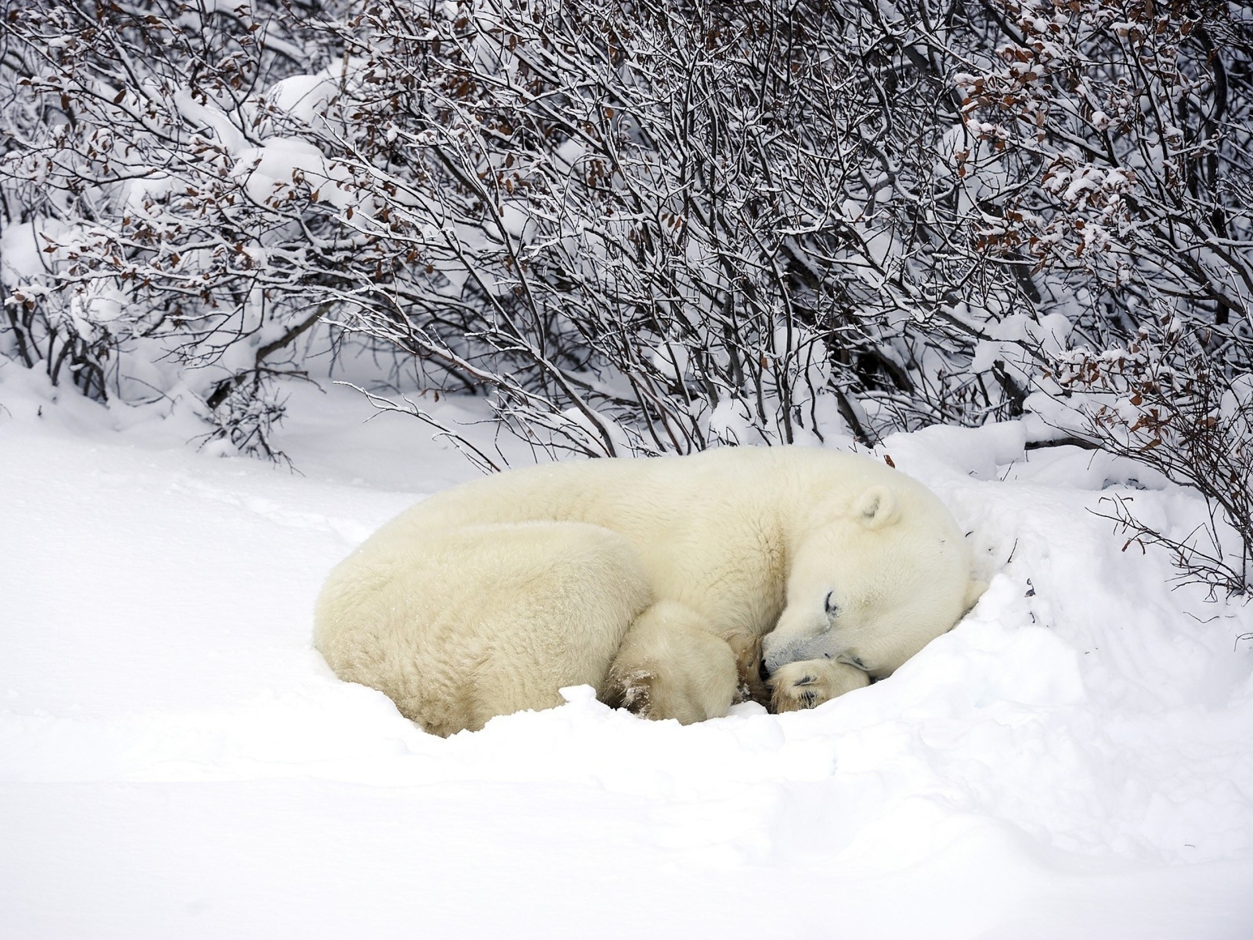 Polar bear sleeping in snow