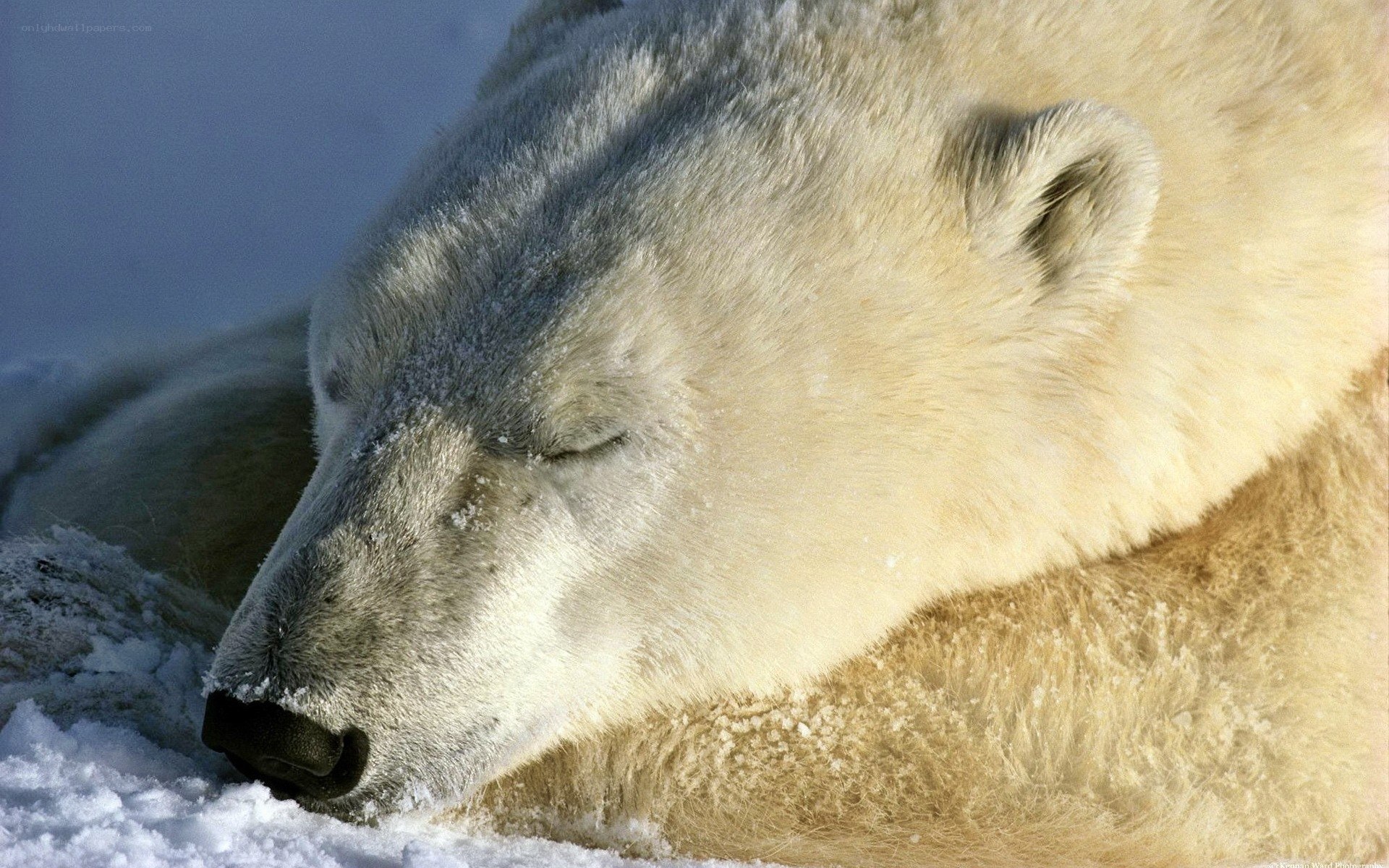 Polar bear sleeping in snow