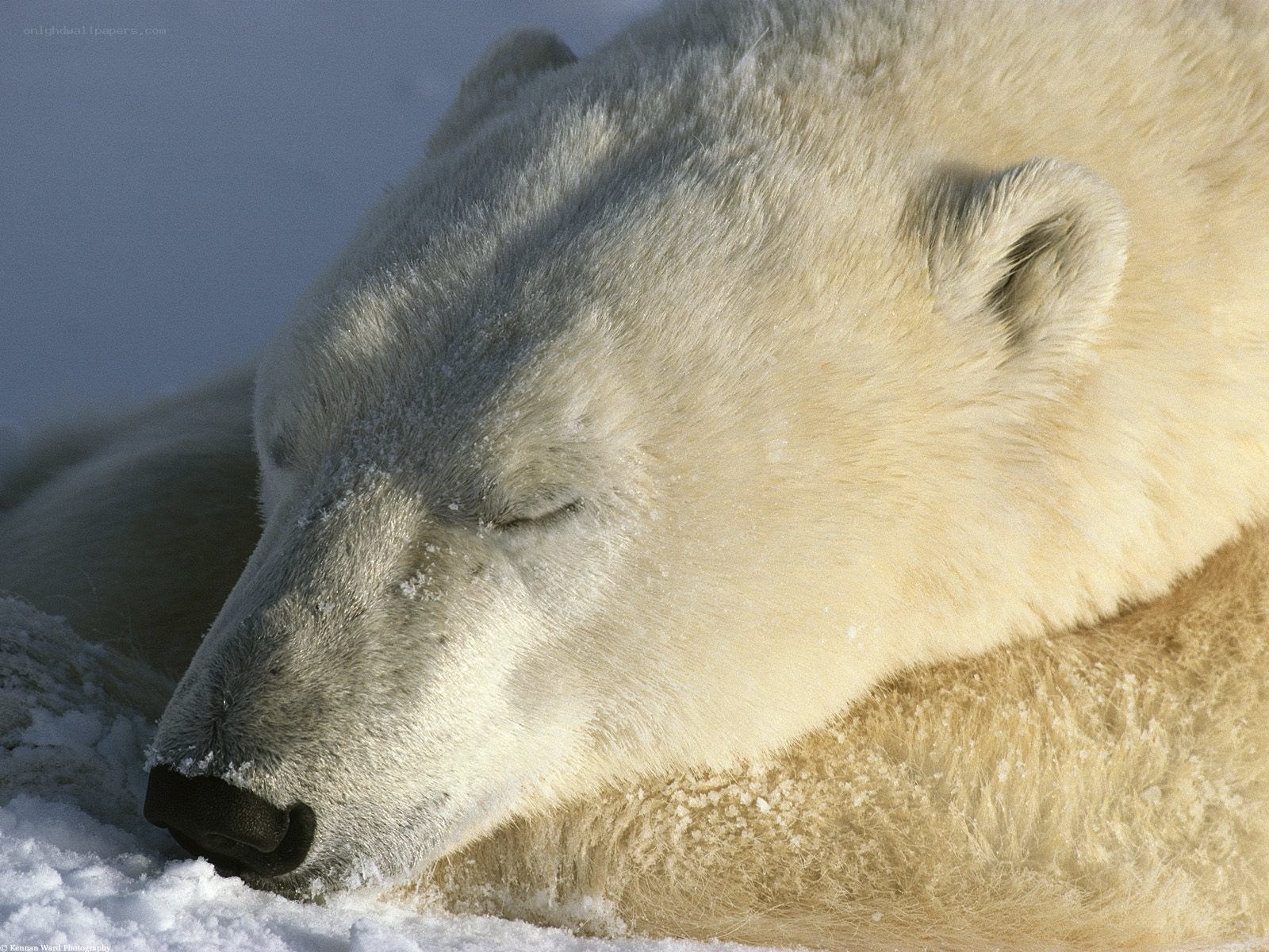 Polar bear sleeping in snow