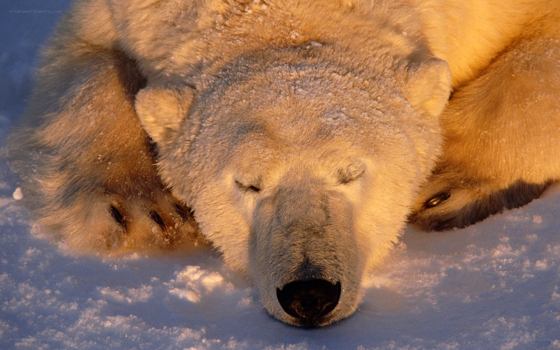 Polar bear sleeping in snow