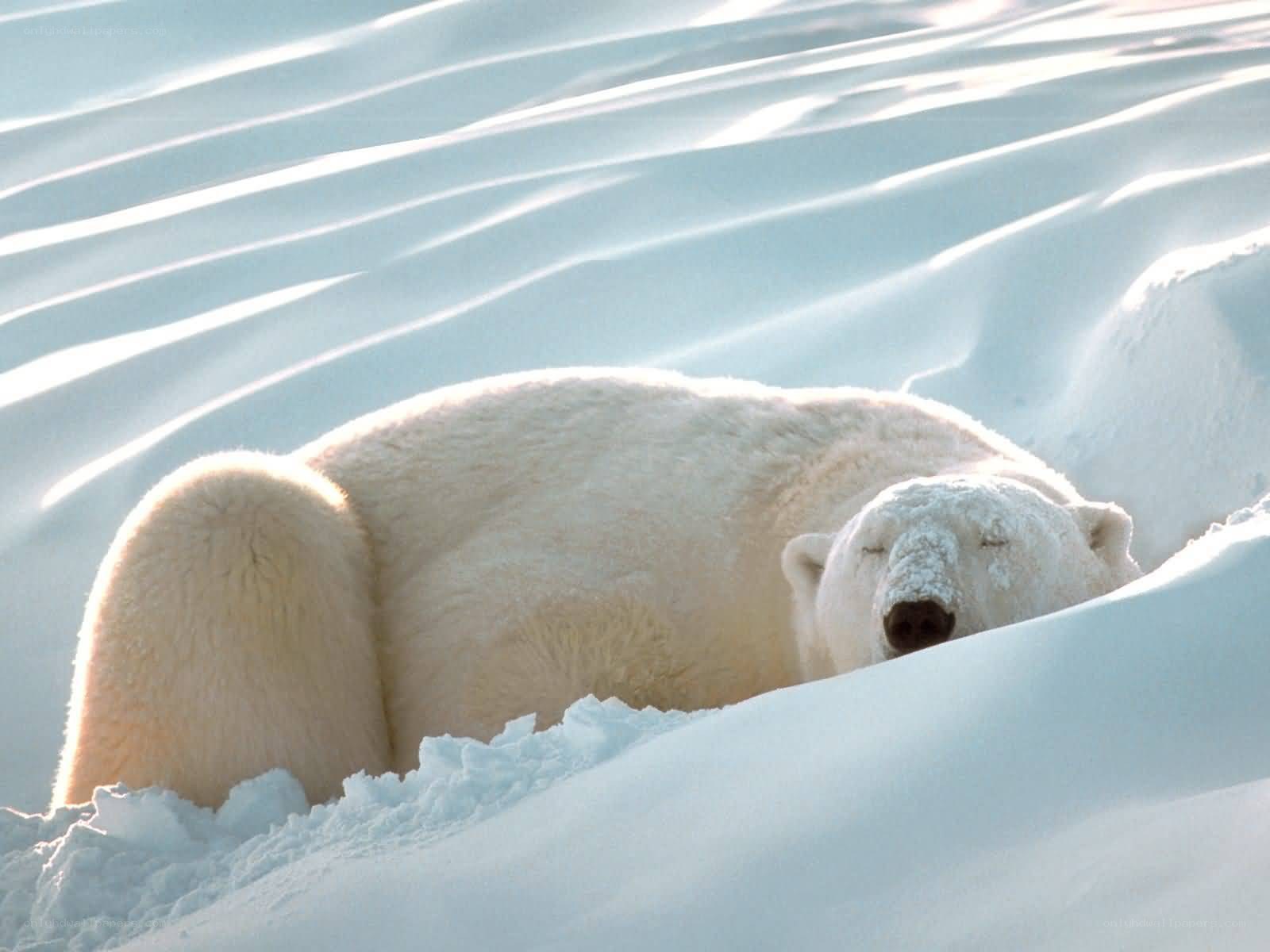 Polar bear sleeping in snow