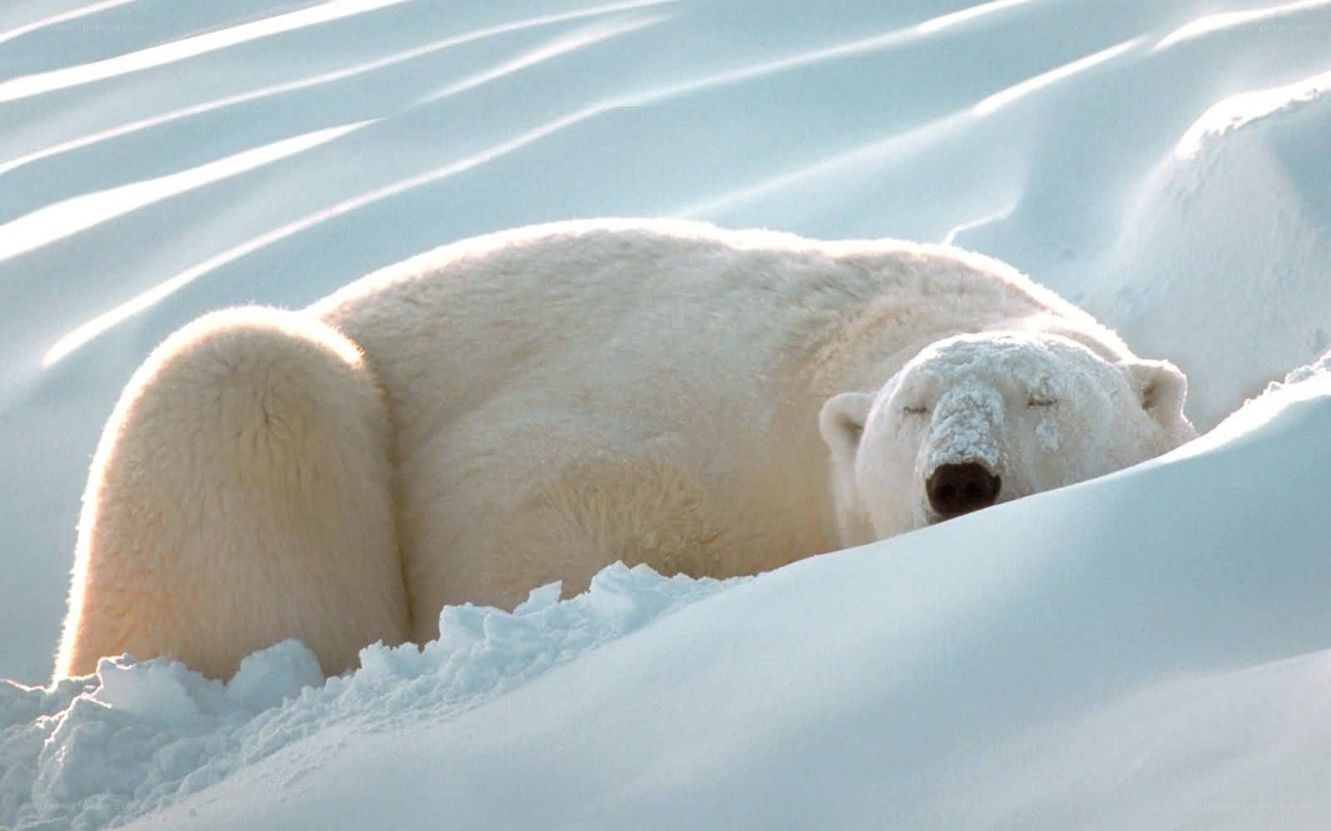 Polar bear sleeping in snow