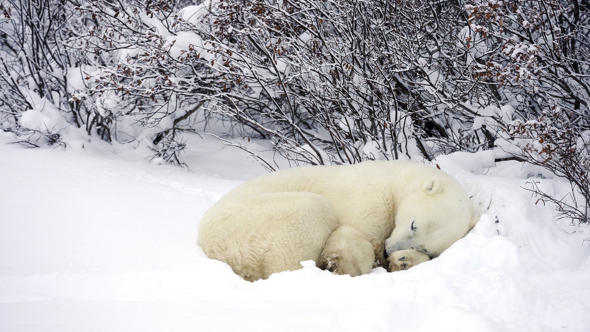 Polar bear sleeping in snow