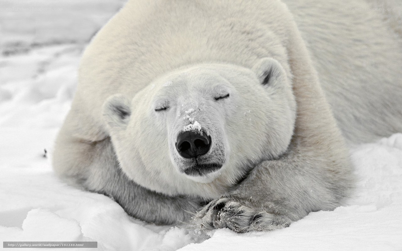 Polar bear sleeping in snow