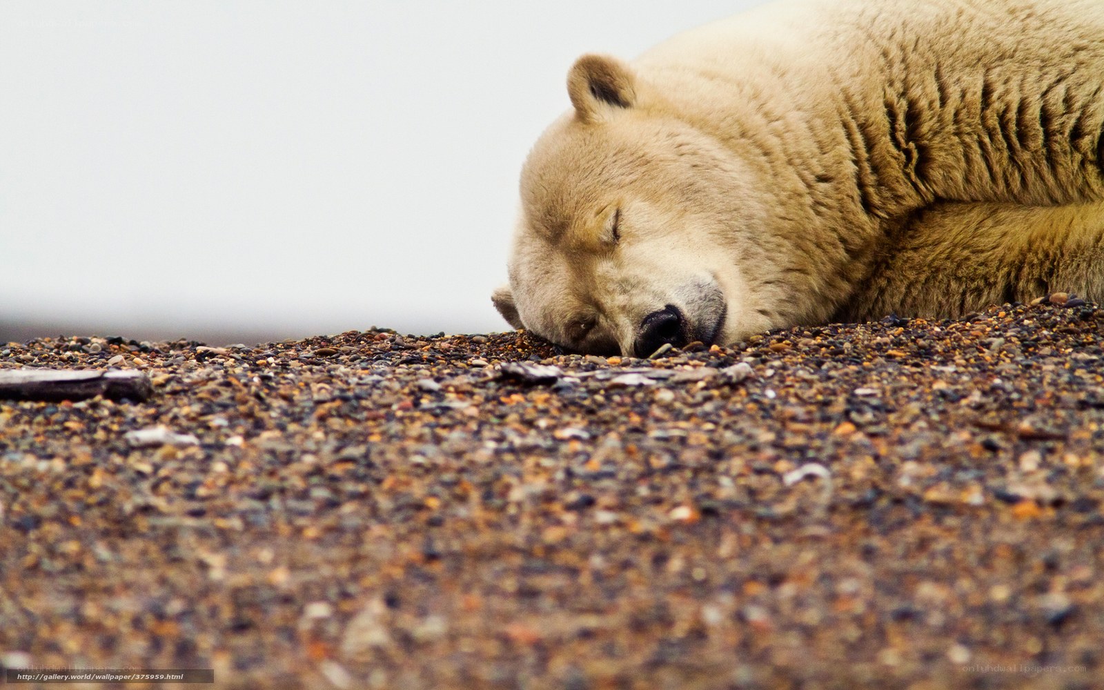Polar bear sleeping on pebbles