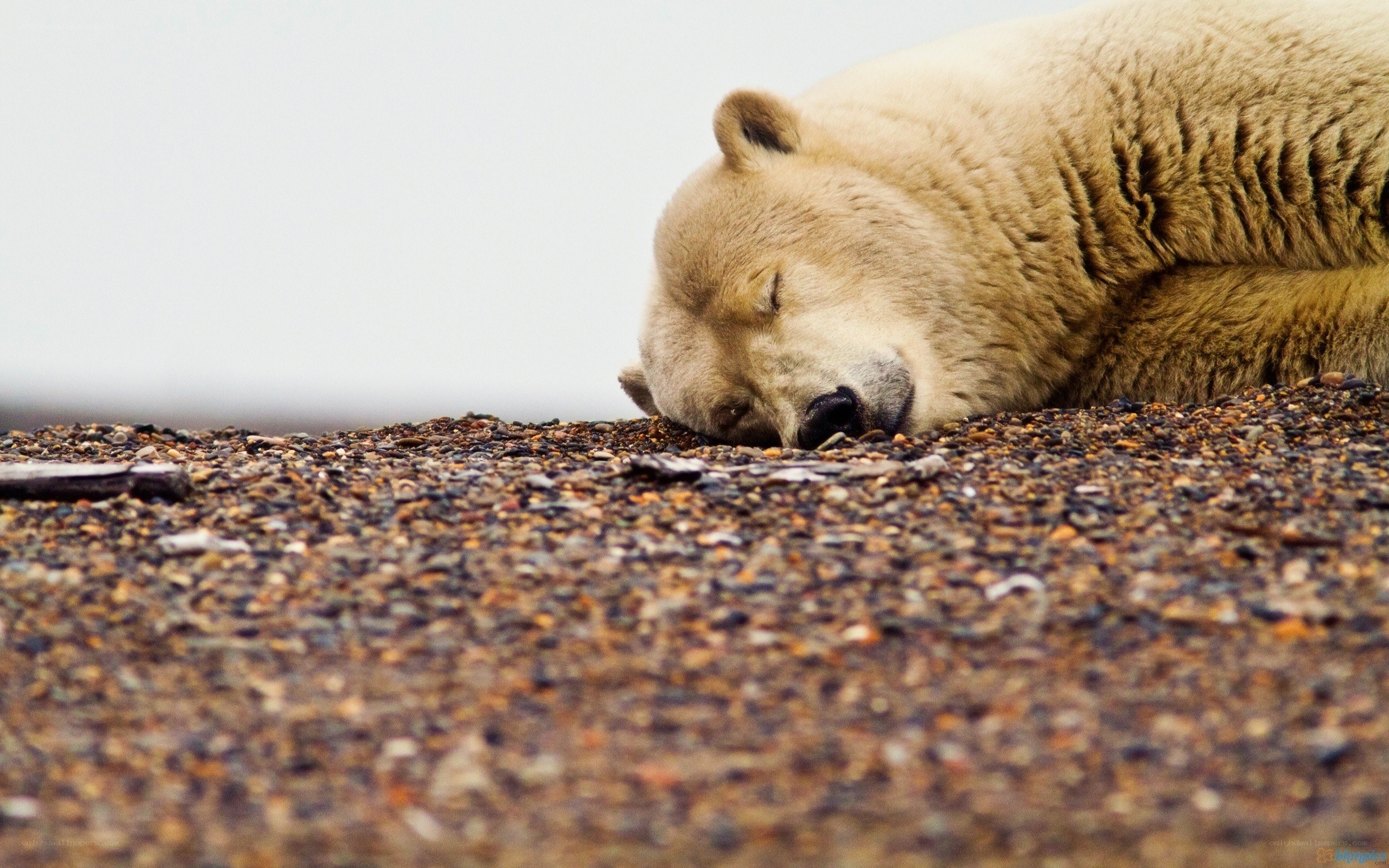 Polar bear sleeping on pebbles