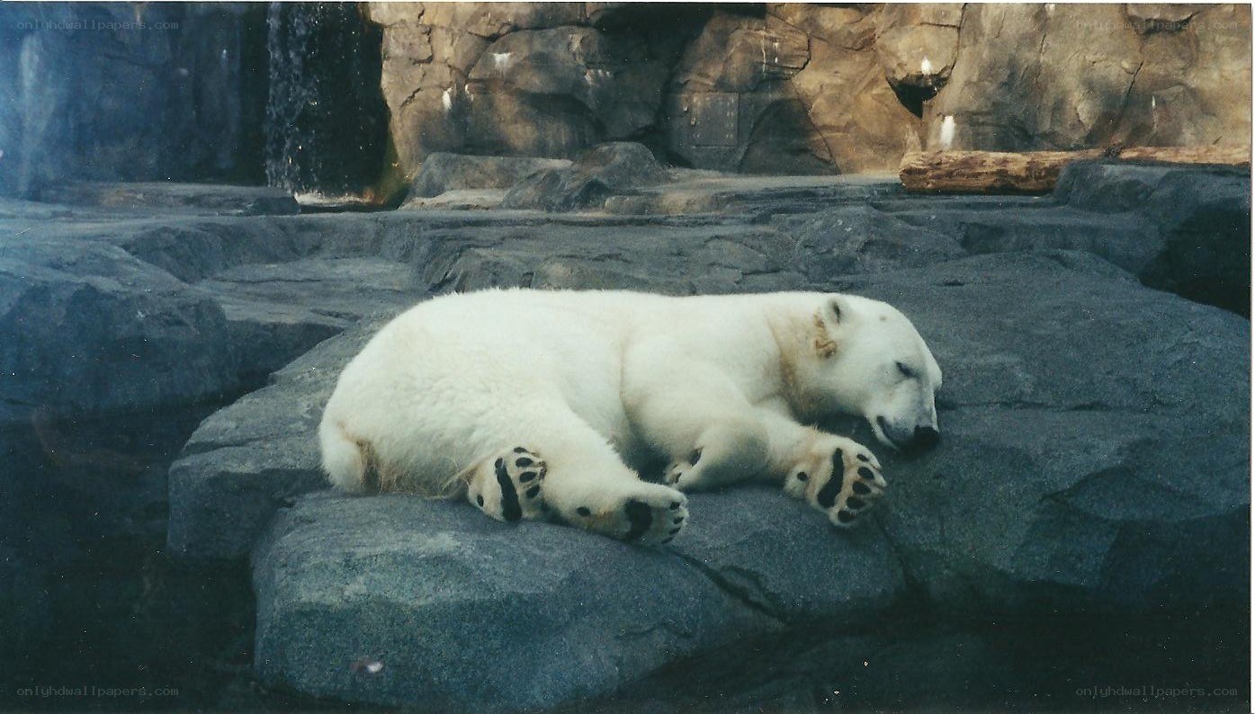 Polar bear sleeping on rock