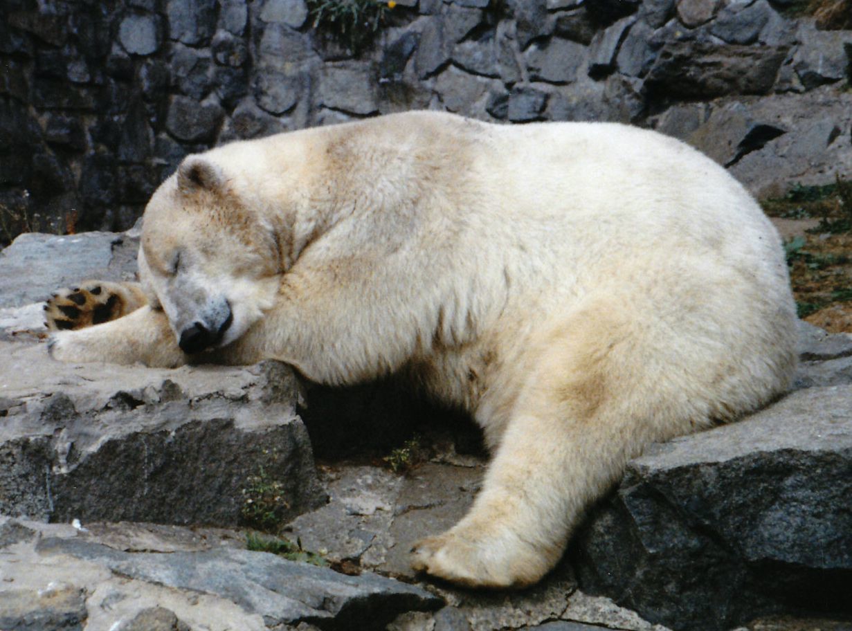 Polar bear sleeping on rocks