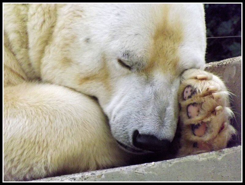 Polar bear sleeping peacefully