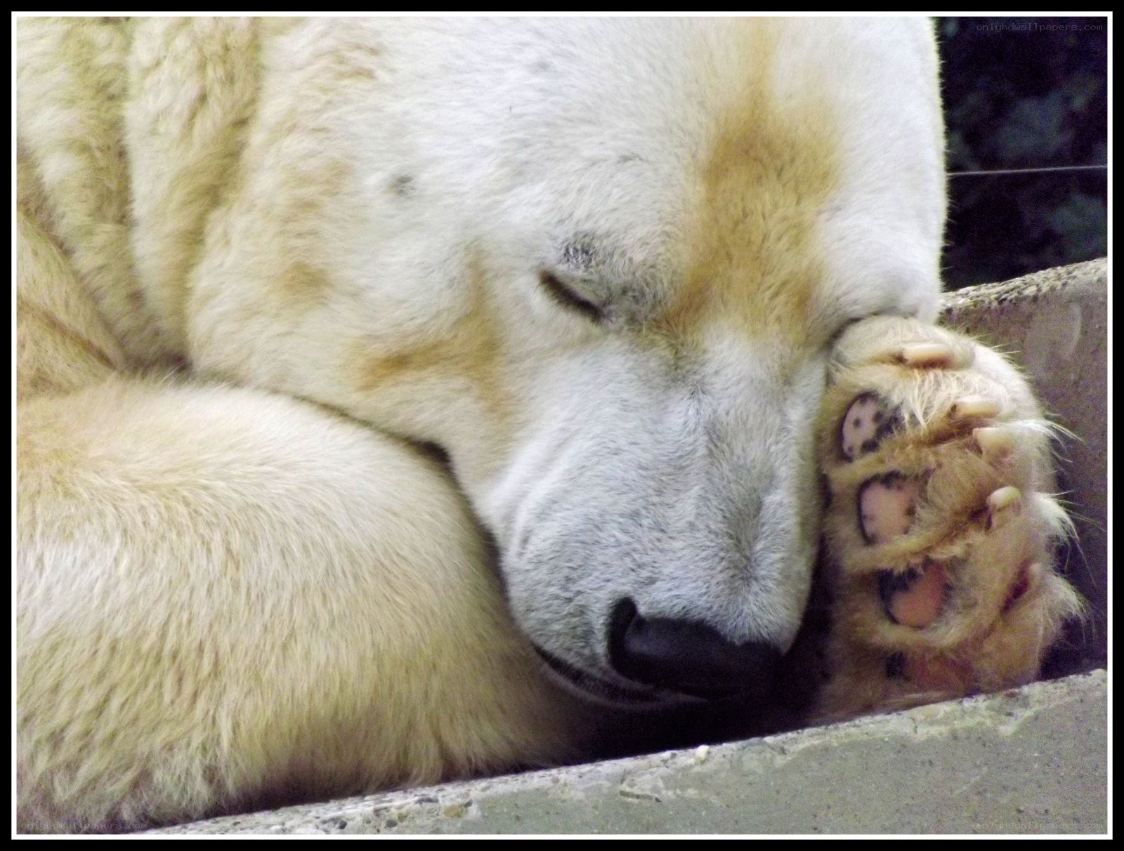 Polar bear sleeping peacefully