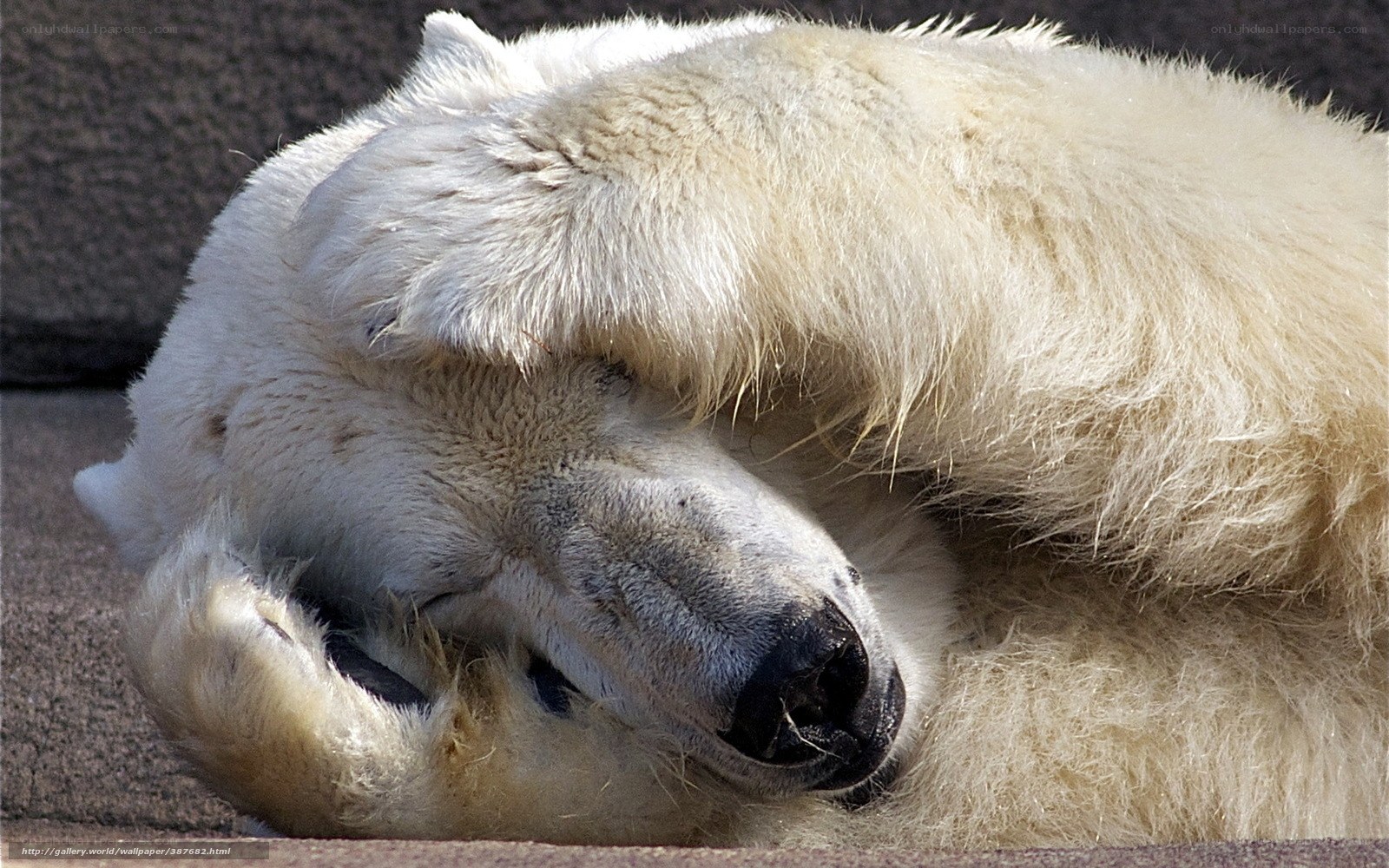 Polar bear sleeping peacefully