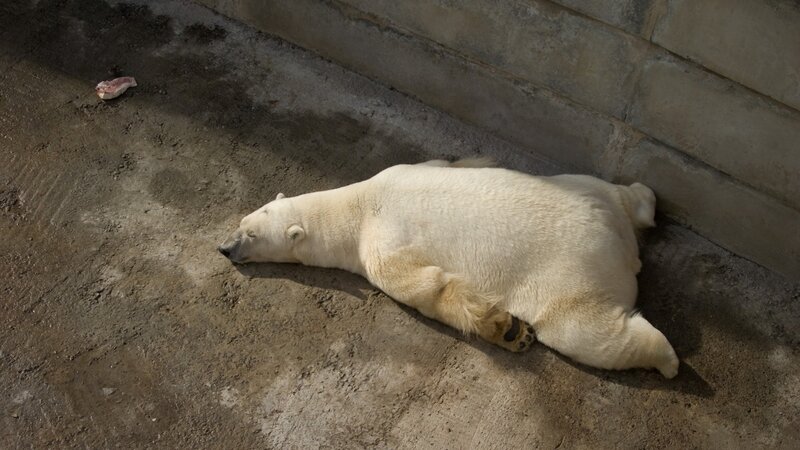 Polar Bear Sleeping — White, Calm, Afternoon, Photograph, Concrete Ground, Wall