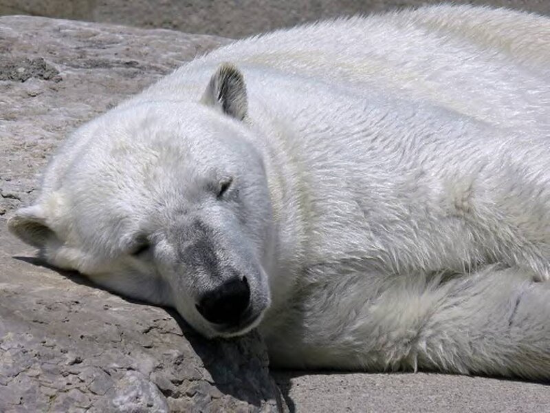 Polar Bear Sleeping — White, Calm, Afternoon, Photograph