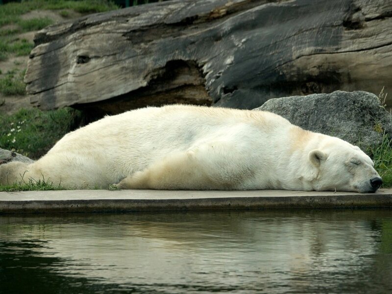 Polar Bear Sleeping — White, Calm, Afternoon