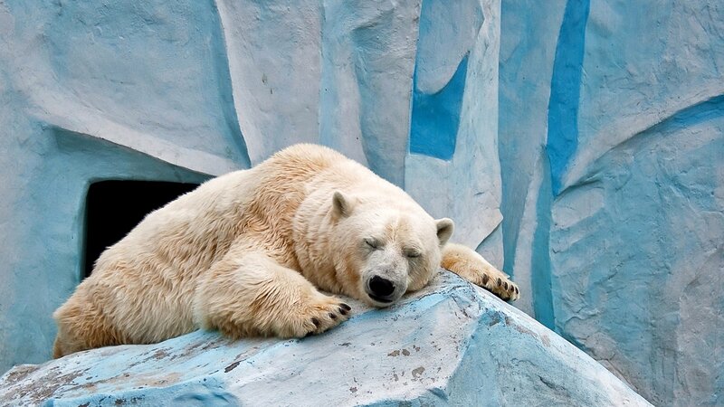 Polar Bear Sleeping — White, Calm, Photograph, Rock, Cave