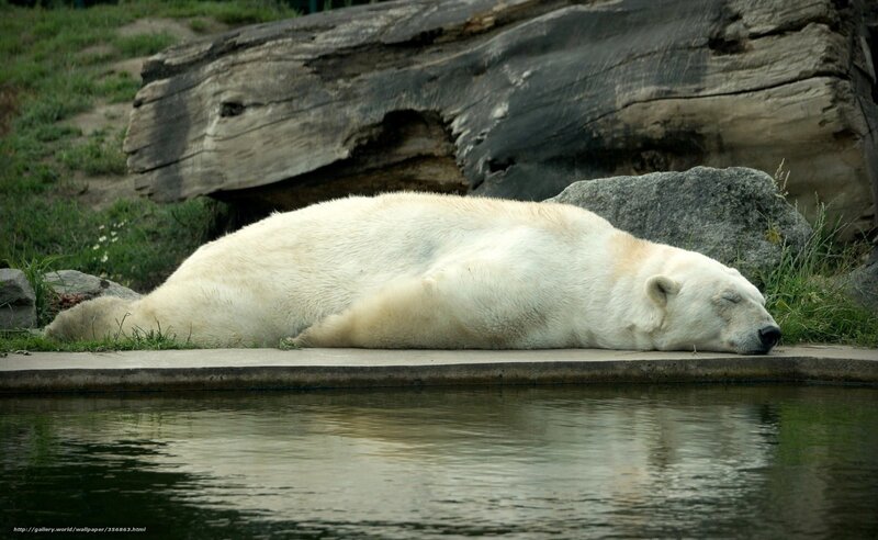 Polar Bear Sleeping — White, Calm, Photograph, Rock, Grass
