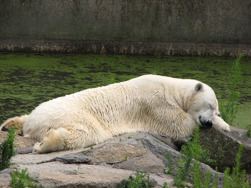 Polar Bear Sleeping — White, Calm, Photograph, Rock, Water