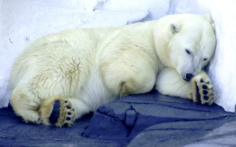 Polar Bear Sleeping — White, Calm, Photograph