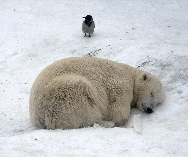 Polar Bear Sleeping — White, Calm