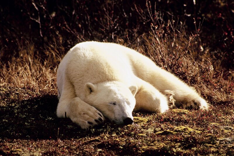 Polar Bear Sleeping — White, Peaceful, Afternoon