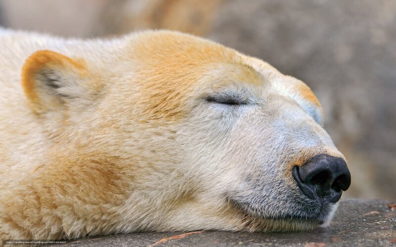 Polar Bear Sleeping — White, Peaceful, Photograph, Rock