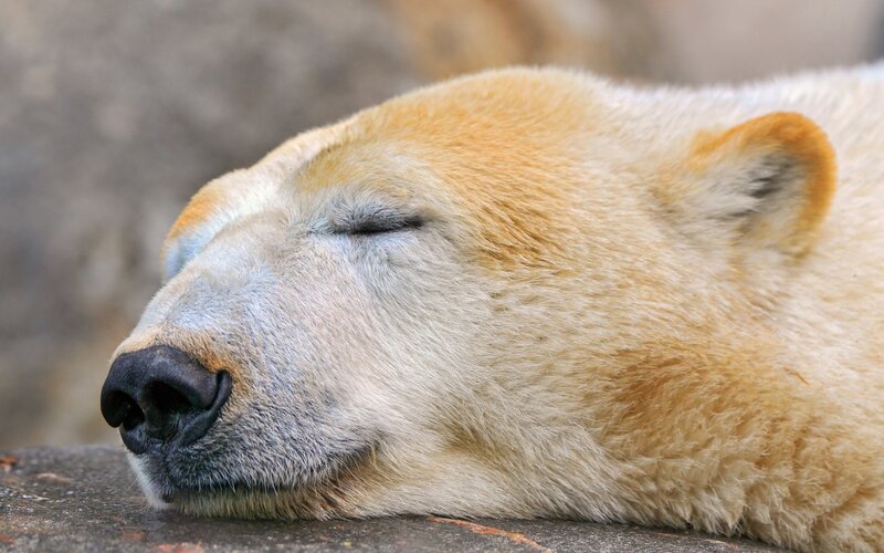 Polar Bear Sleeping — White, Peaceful, Photograph
