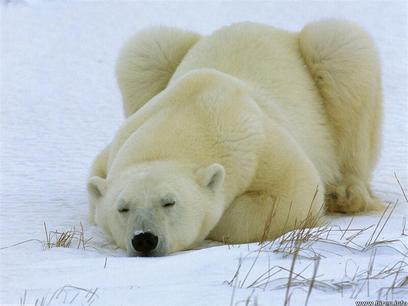 Polar Bear Sleeping — White, Peaceful