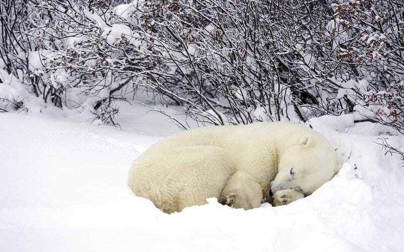 Polar Bear Sleeping — White, Peaceful, Winter