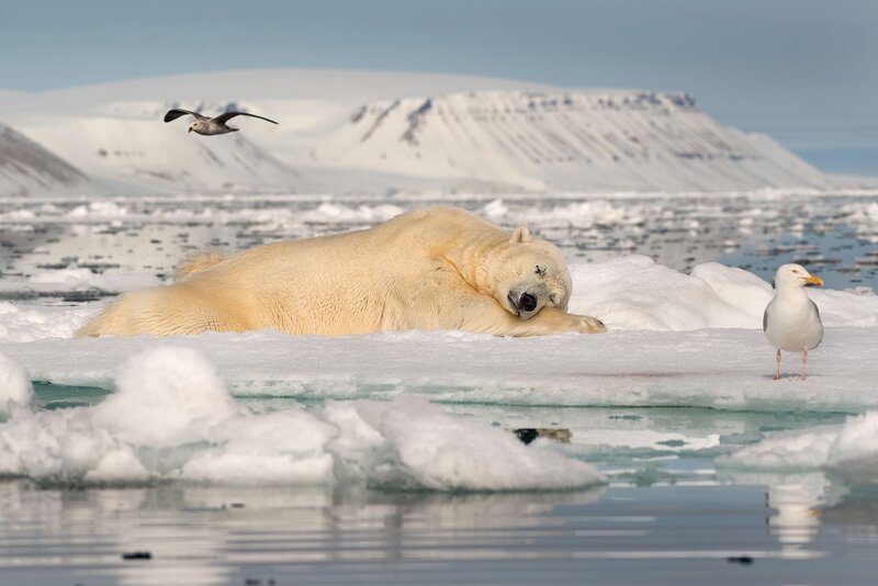 Polar Bear Sleeping — White, Serene, Winter, Photograph, Seagull