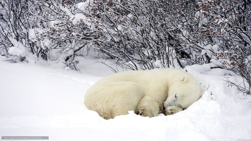 Polar Bear Sleeping — White, Serene, Winter, Photograph, Snow, Bushes, Cub