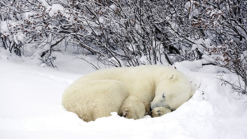 Polar Bear Sleeping — White, Serene, Winter, Photograph, Snow
