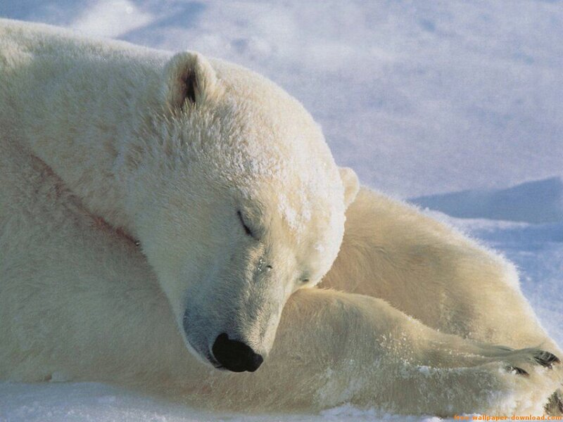 Polar Bear Sleeping — White, Serene, Winter, Photograph