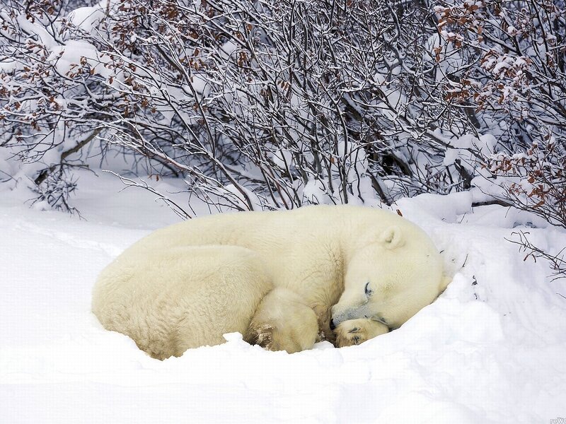 Polar Bear Sleeping — White, Serene, Winter