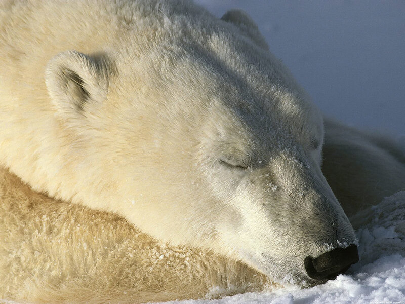 Polar Bear Sleeping — White