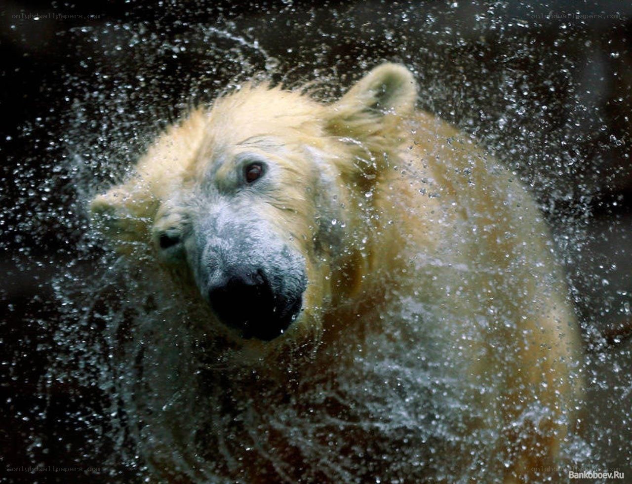 Polar bear splashing in water