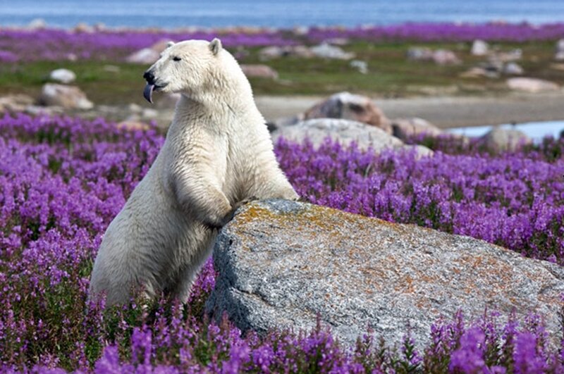 Polar Bear Standing — Purple