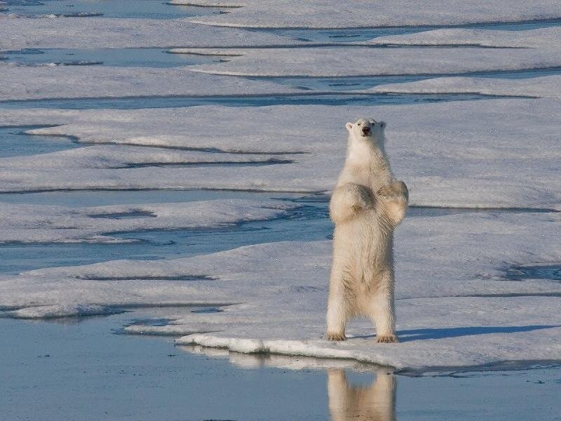 Polar Bear Standing — White, Calm