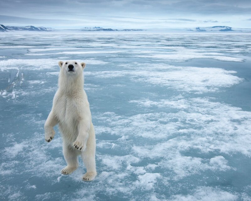 Polar Bear Standing — White, Cold