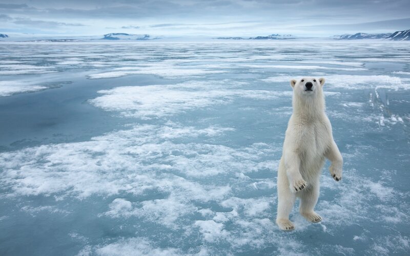 Polar Bear Standing — White, Cold, Winter