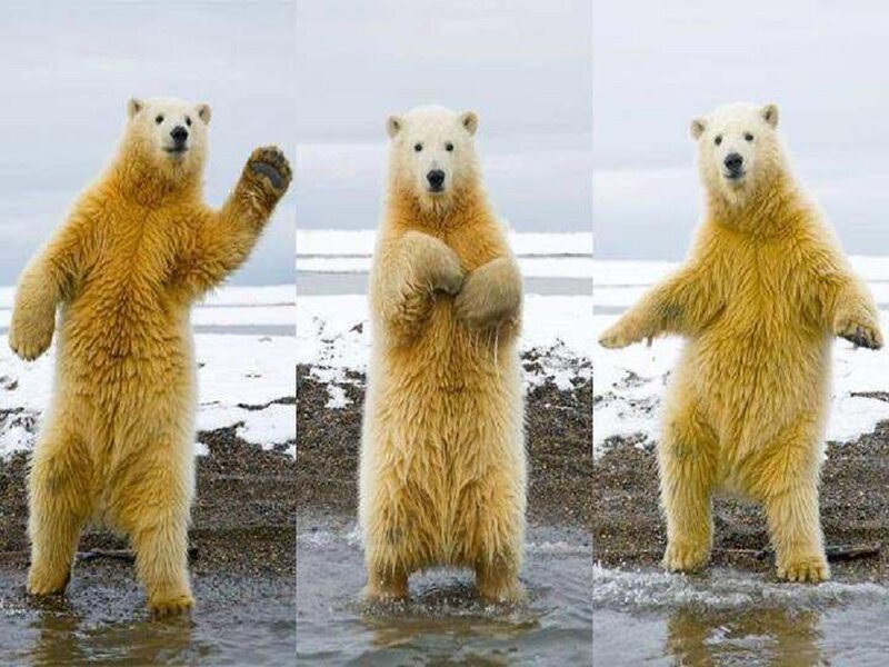 Polar Bear Standing — White, Neutral